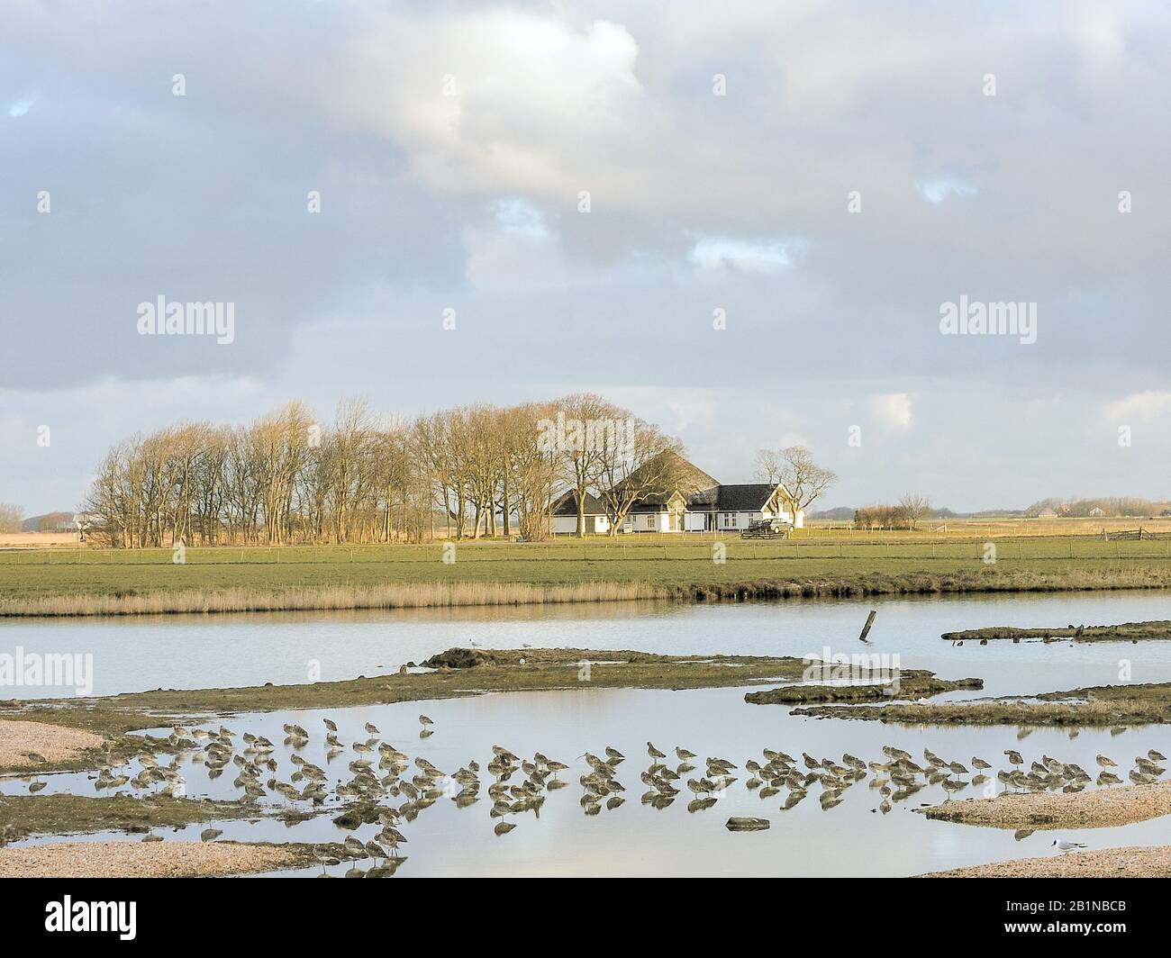 Texel in primavera, Olanda, Texel Foto Stock