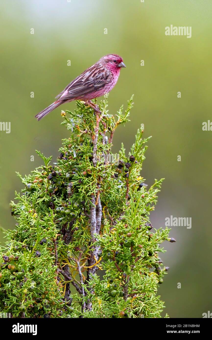 Rosa-rumped Rosefinch (Carpodacus waltoni), maschio arroccato su un cespuglio, Asia Foto Stock