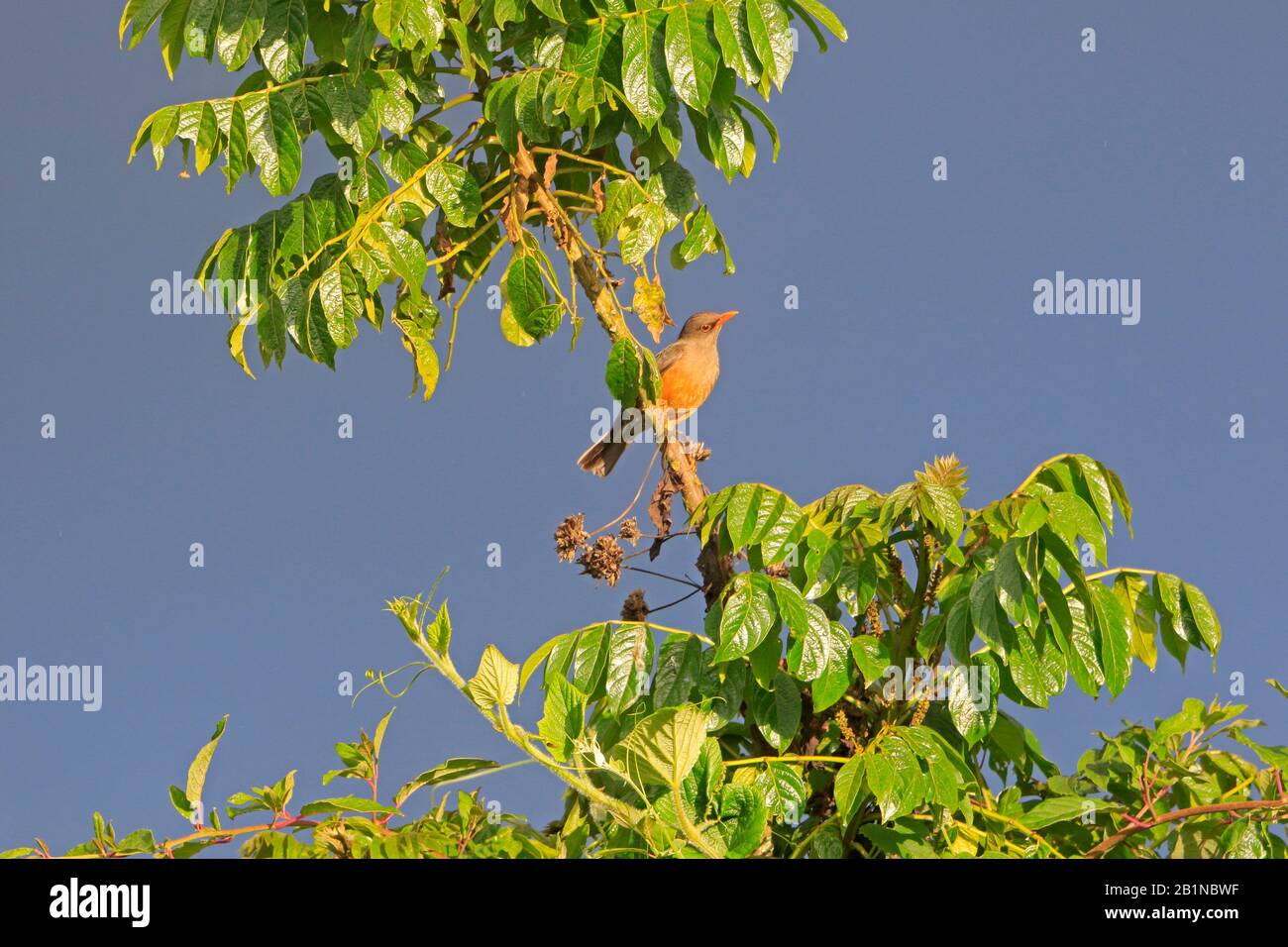 Thrush montagna nelle montagne di Bale Etiopia Foto Stock