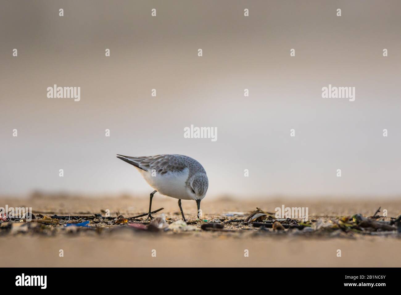 Un sanderling (Calidris alba), un piccolo uccello guado, alla ricerca di cibo in detriti accumulati nella sabbia da onde oceaniche con frammenti di plastica spazzatura Foto Stock