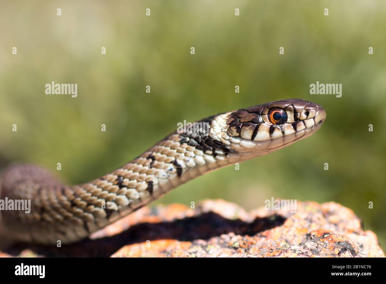 Un serpente d'erba giovanile (Natrix natrix), noto anche come serpente d'acqua, con il caratteristico collare. Questo esemplare è stato fotografato a Porto, Portogallo. Foto Stock
