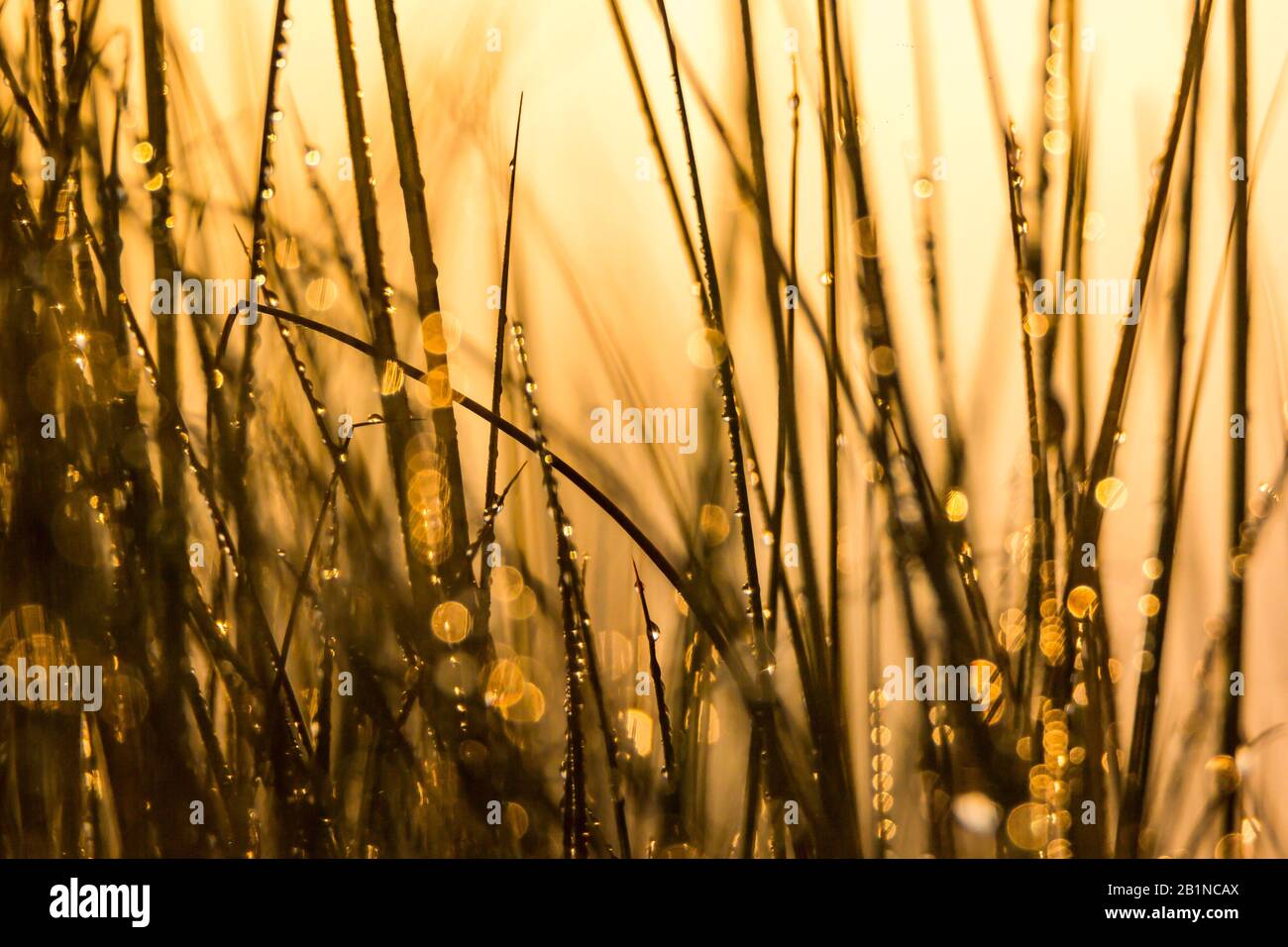 Dettagli della rugiada nella vegetazione alla luce dorata dell'alba a Ria de Aveiro (Portogallo). Foto Stock