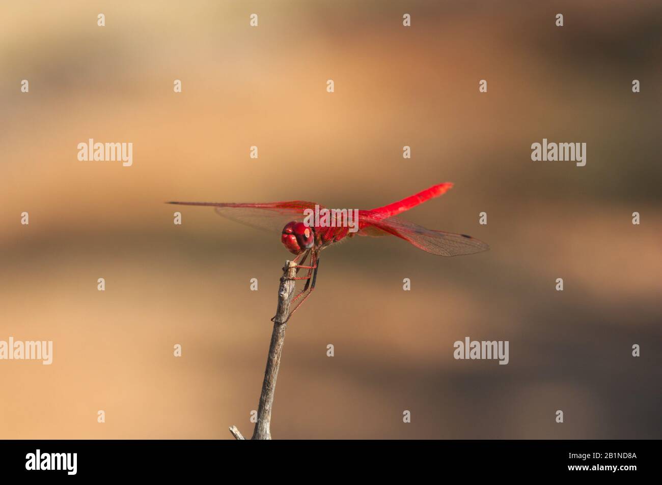 Immagine di una freccia rossa libellula (Sympetrum striolatum) di colore rosso che è appollaiato su un ramo asciutto. Lo sfondo che è fuori fuoco è terroso Foto Stock
