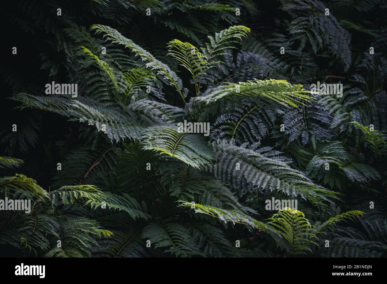 Foglie verdi di Jacaranda mimosifolia comunemente noto come albero di Jacaranda Foto Stock