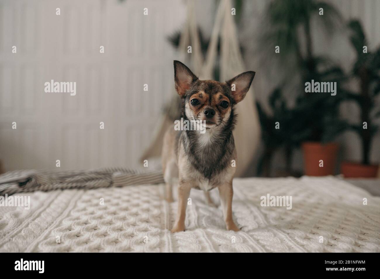 Un piccolo cane da compagnia bianco e nero della razza Chihuahua si trova su un morbido letto accogliente all'interno bianco della stanza Foto Stock