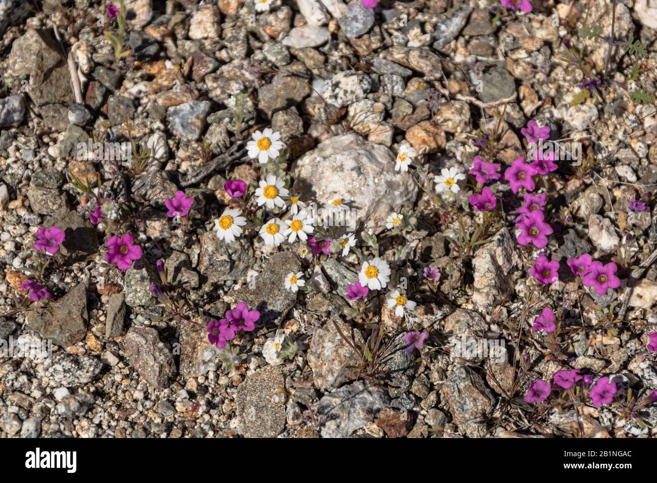 Rosa brillante magenta piccolo fiore monkeyflower deserto fiori selvatici mescolato con bianco e giallo margherita come fiori che crescono vicino al suolo, foto scattata Foto Stock