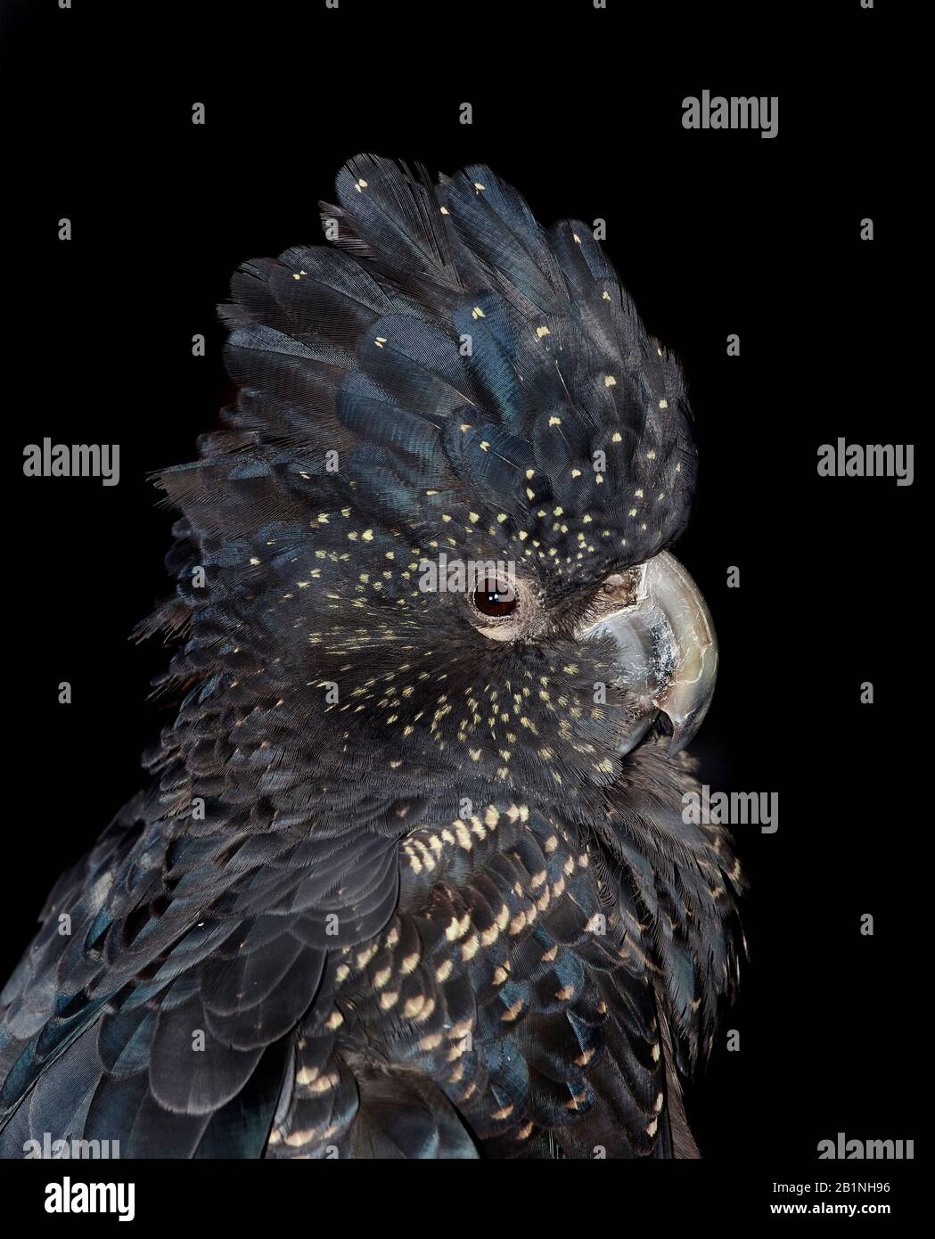 Calyptorhynchus banksii, cockatoo nero dall'Australia Foto Stock