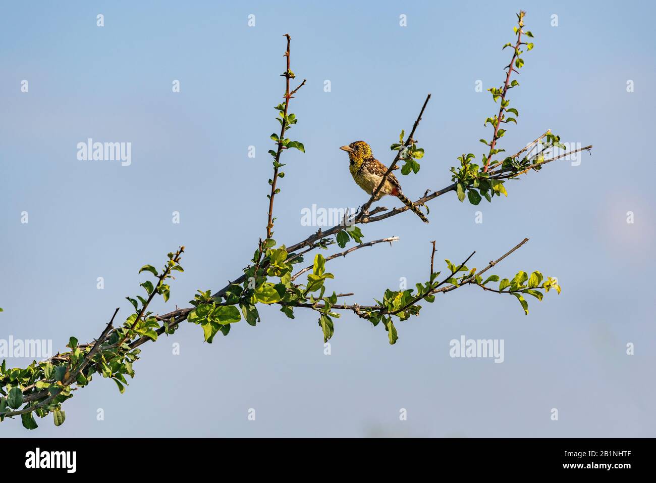 D'Arnaud's barbet, un piccolo uccello dell'Africa orientale, arroccato sul ramo, Kenya. Vista profilo. Spazio di copia. Foto Stock