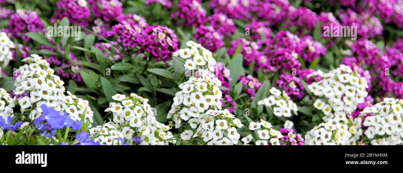 Un banner di dimensioni computer di fiori verbene viola e bianco. Foto Stock