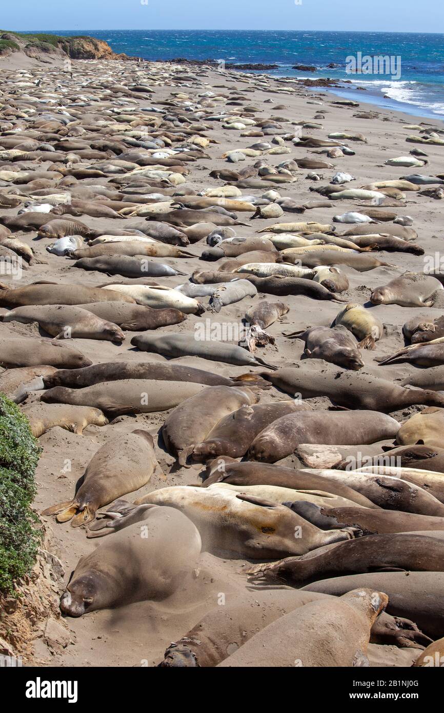 foche che si crogiolano sulla costa della california Foto Stock