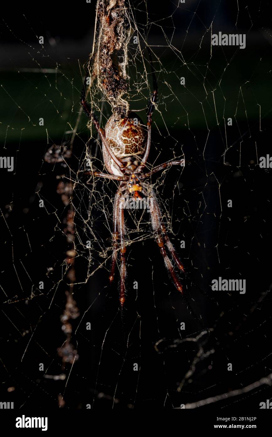 davvero creepy grande ragno in rete Foto Stock