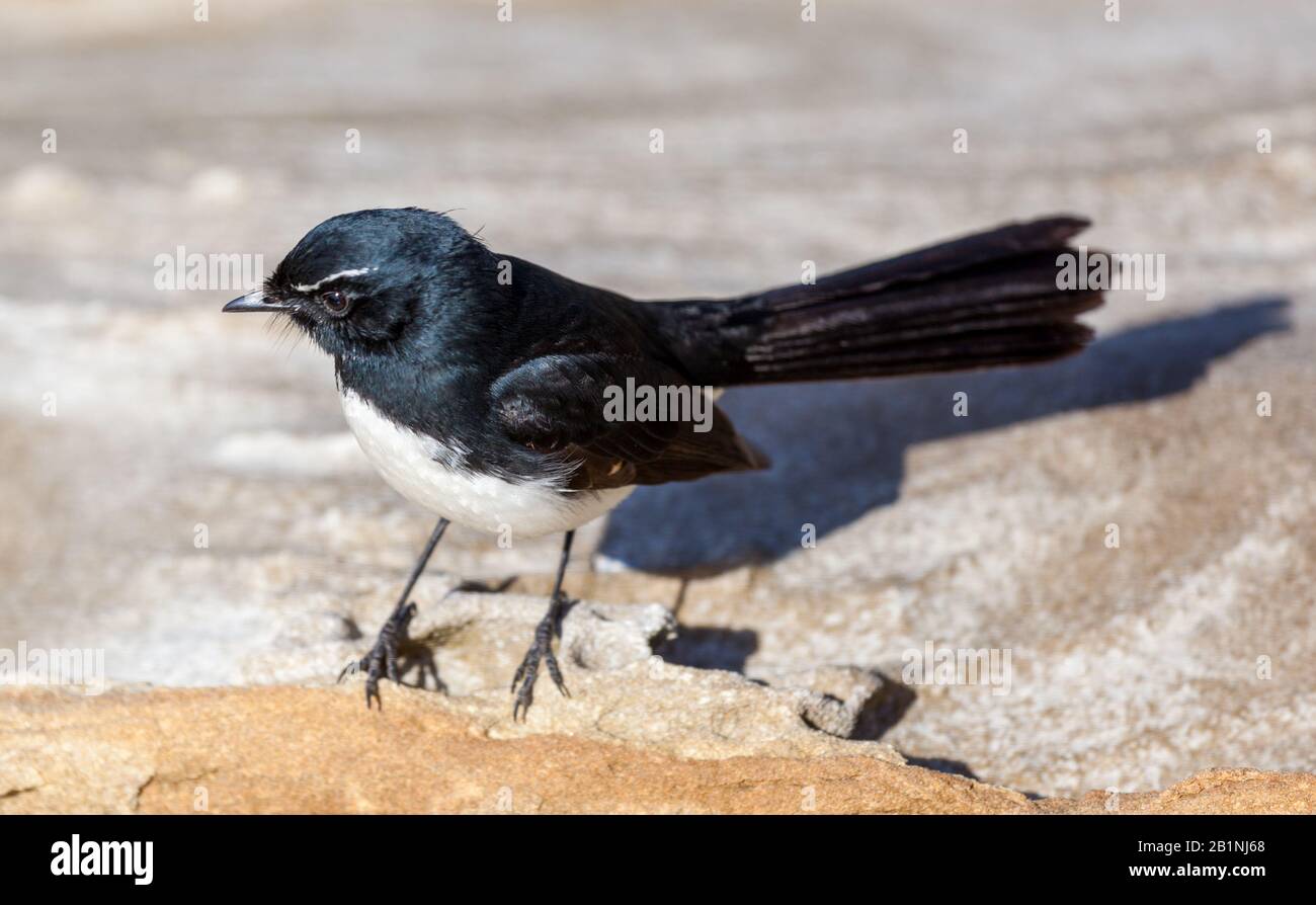 La wagtail di willie (o willy) (Rhipidura leucophrys) è un uccello passerino nativo dell'Australia, della Nuova Guinea, delle Isole Salomone, dell'Archipelago di Bismarck Foto Stock