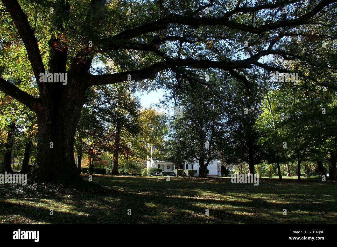 Massive albero di fronte a una casa in Virginia, Stati Uniti Foto Stock