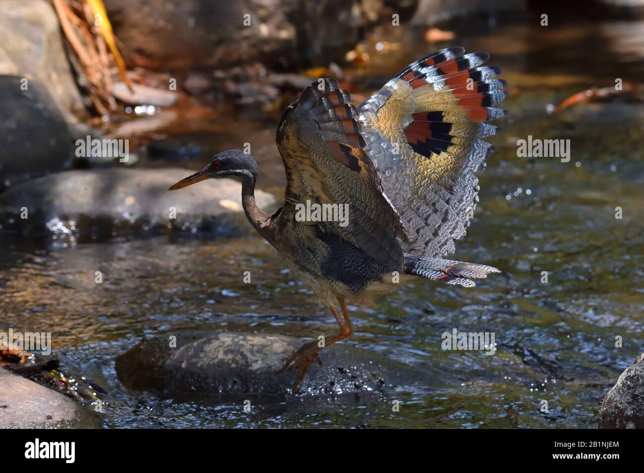 Sunbittern in volo, Foto Stock