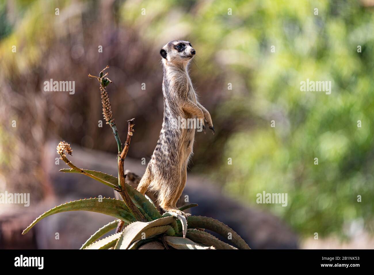 Donna Meerkat in dovere di sentinella, alla ricerca di predatori, in piedi alto su un Fynbos Aloe. Sfondo bokeh. Foto Stock
