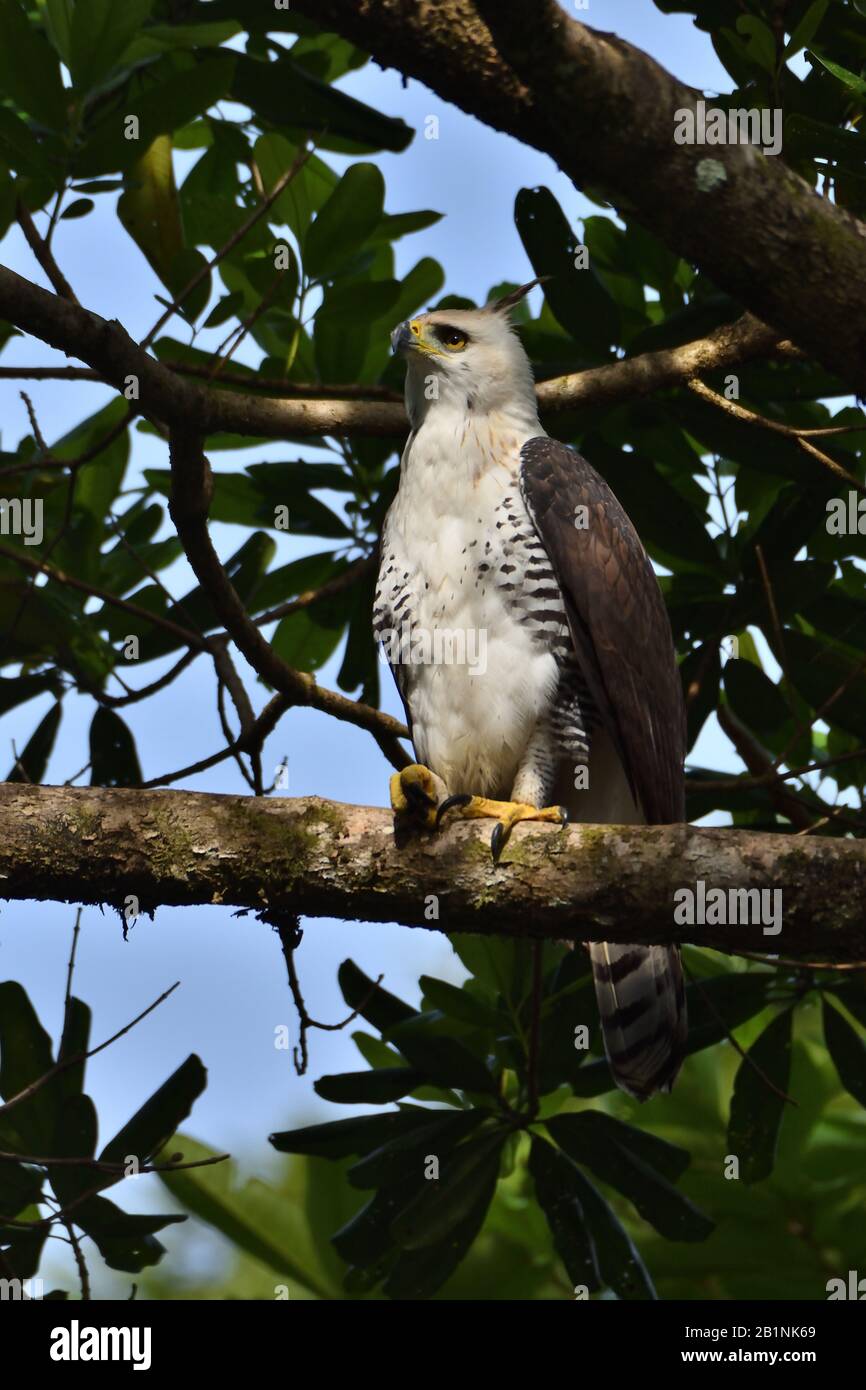 Una rara e Ornata Hawk-Eagle nella foresta pluviale del Costa Rica Foto Stock