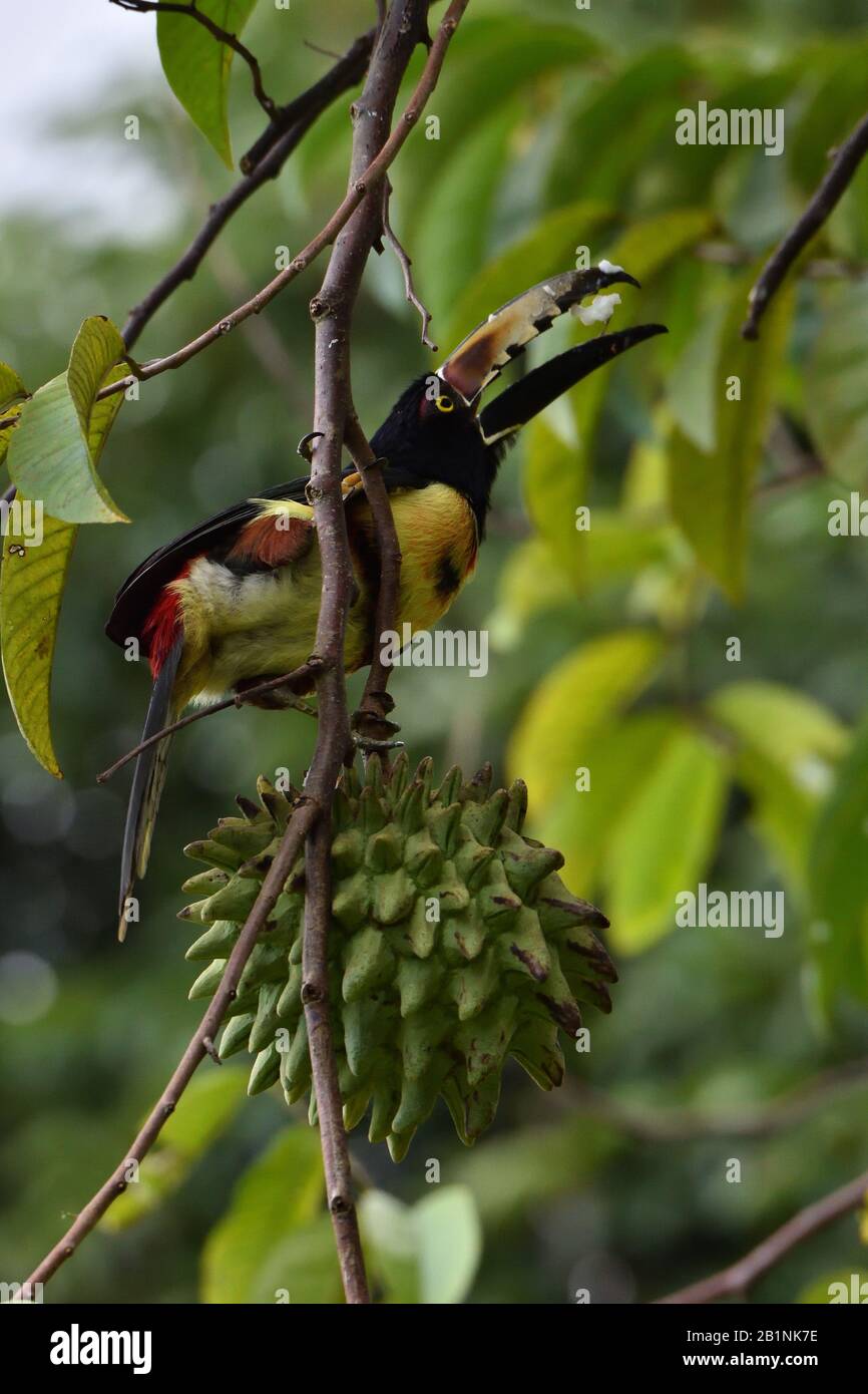 Aracari collato che mangia i tropicalfruit in Costa Rica Foto Stock