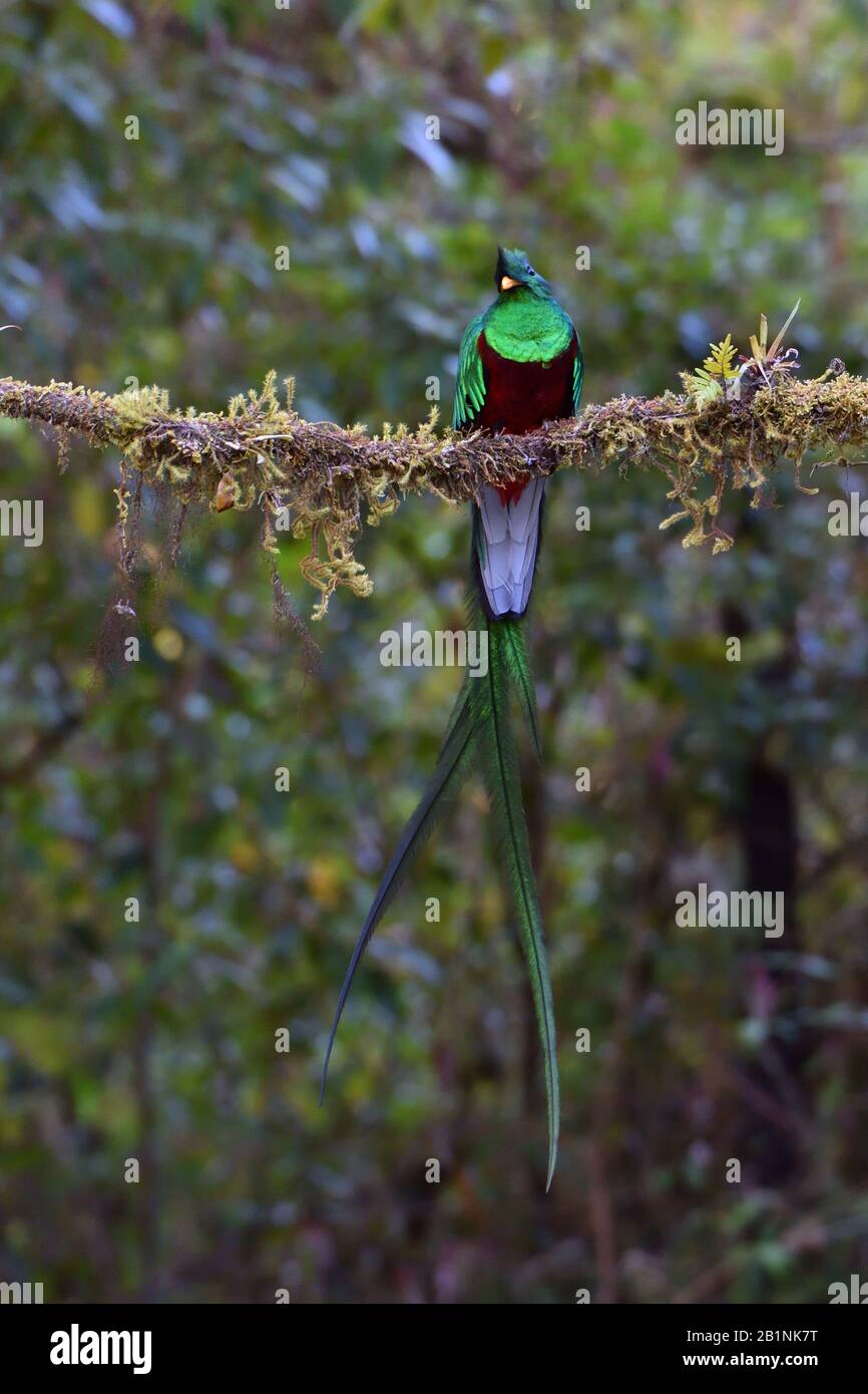 Resplendent Quetzal nella foresta di nube del Costa Rica Foto Stock