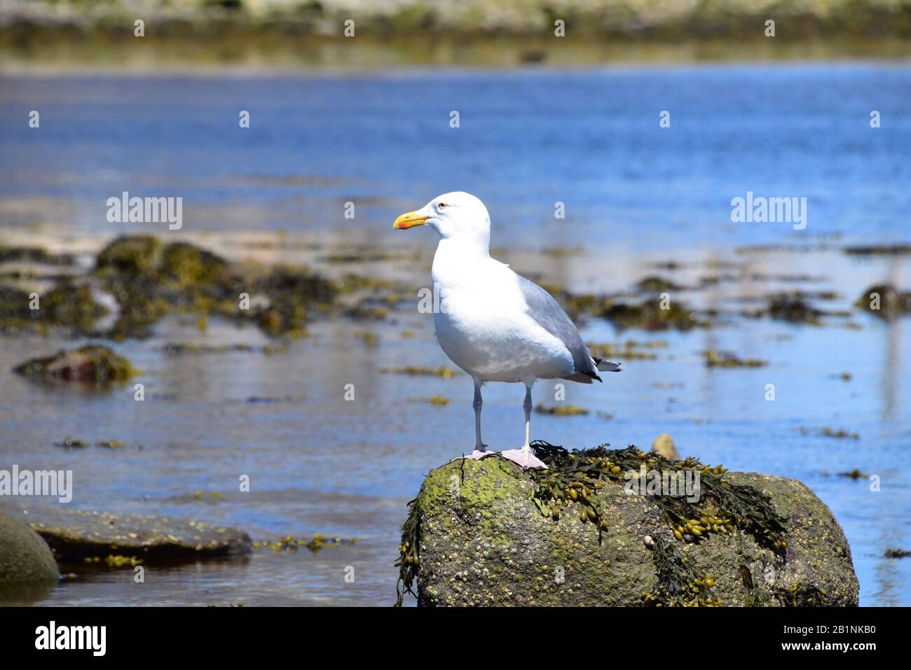 Lone Seagull on Rock a Westport, Connecticut Foto Stock