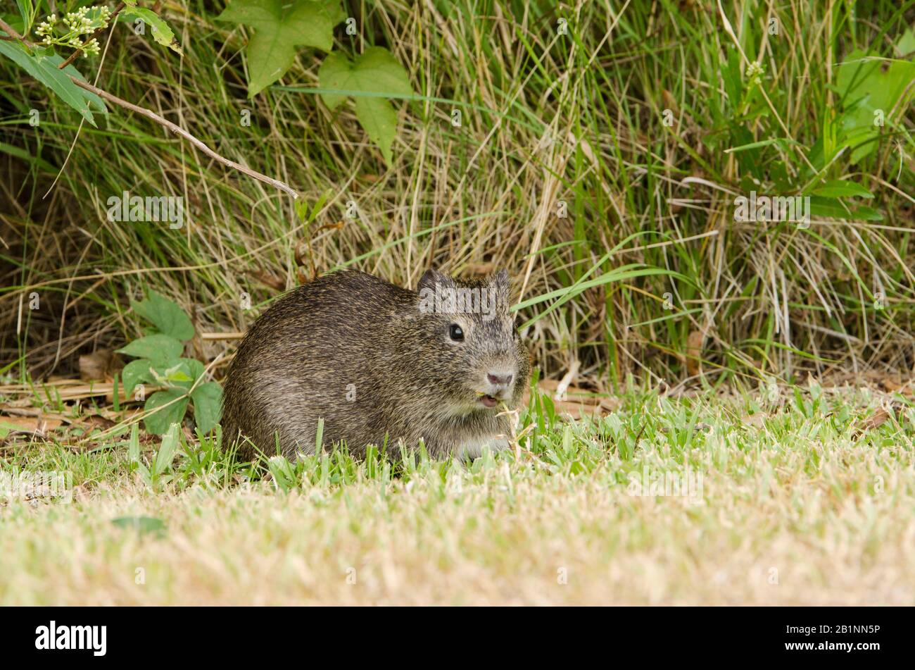 Cavia brasiliana (Cavia aperea) mangiare erba nella riserva ecologica  Costanera sur, a Buenos Aires, Argentina Foto stock - Alamy