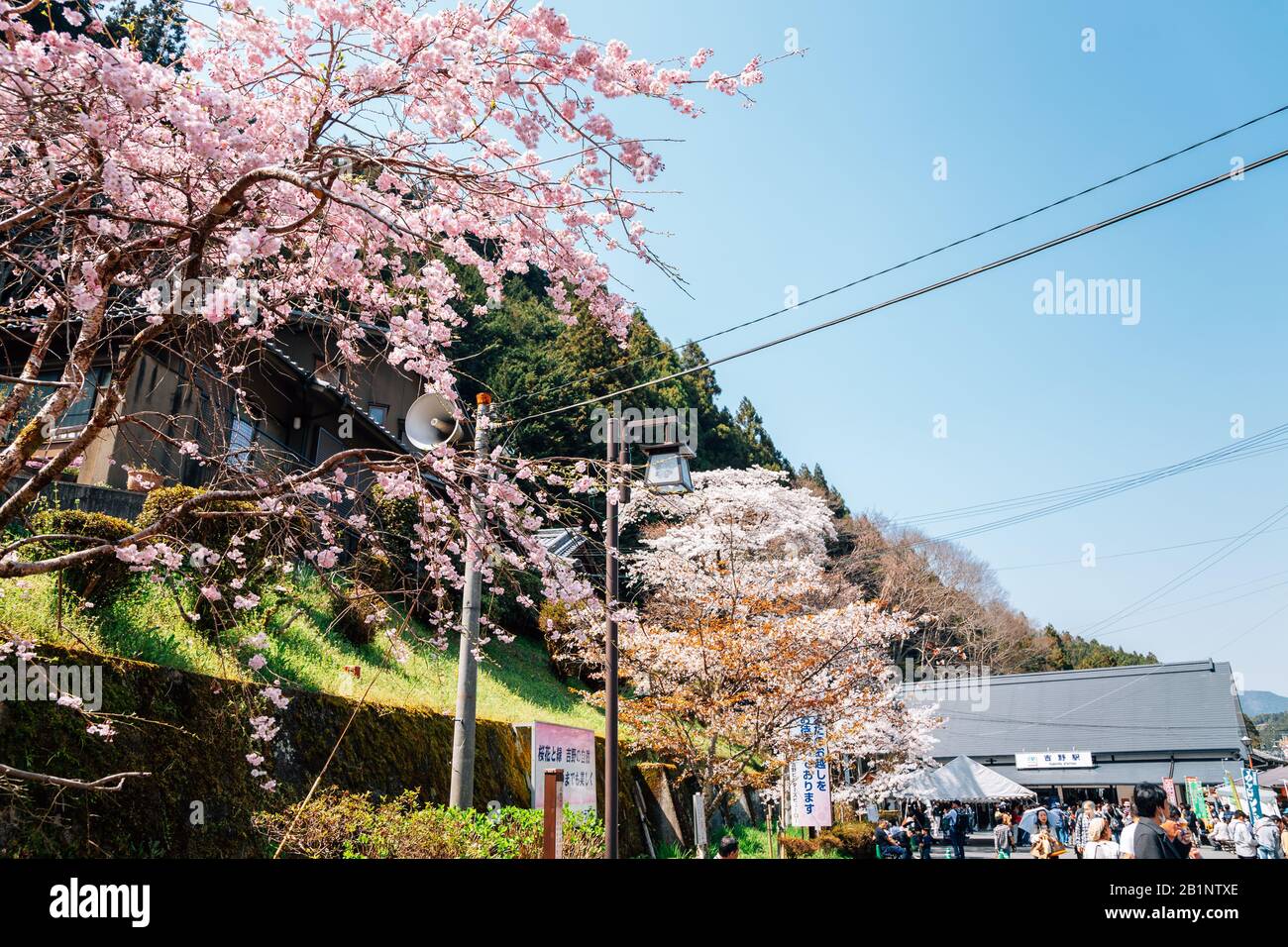 Nara, Giappone - 7 Aprile 2019 : Stazione ferroviaria di Yoshino con fiori di ciliegio rosa Foto Stock