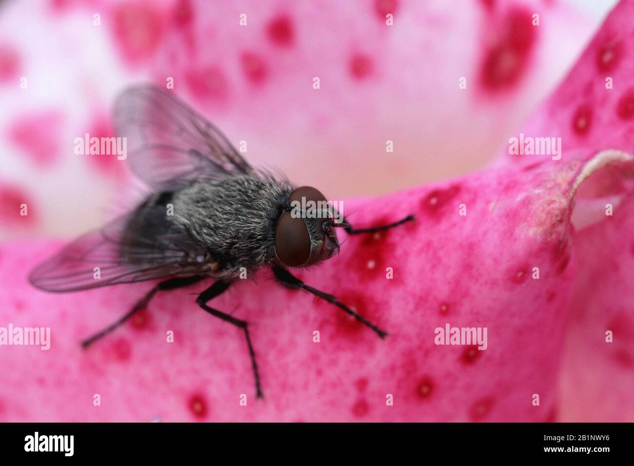 Una macro foto di una casa volare su un petalo rosa chiazzato. Foto Stock