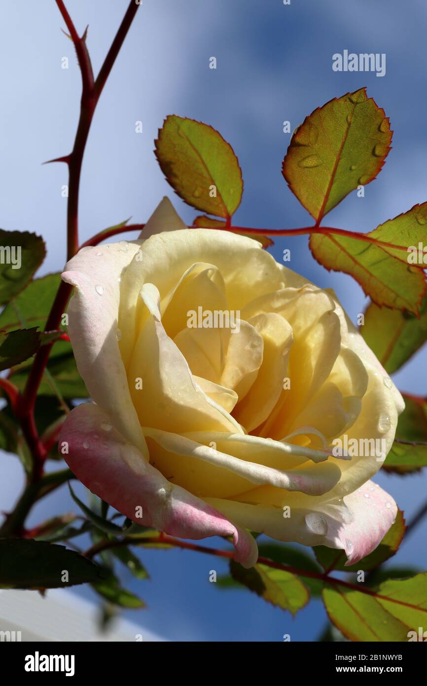 Rosa e crema rosa con cielo blu sullo sfondo. Foto Stock