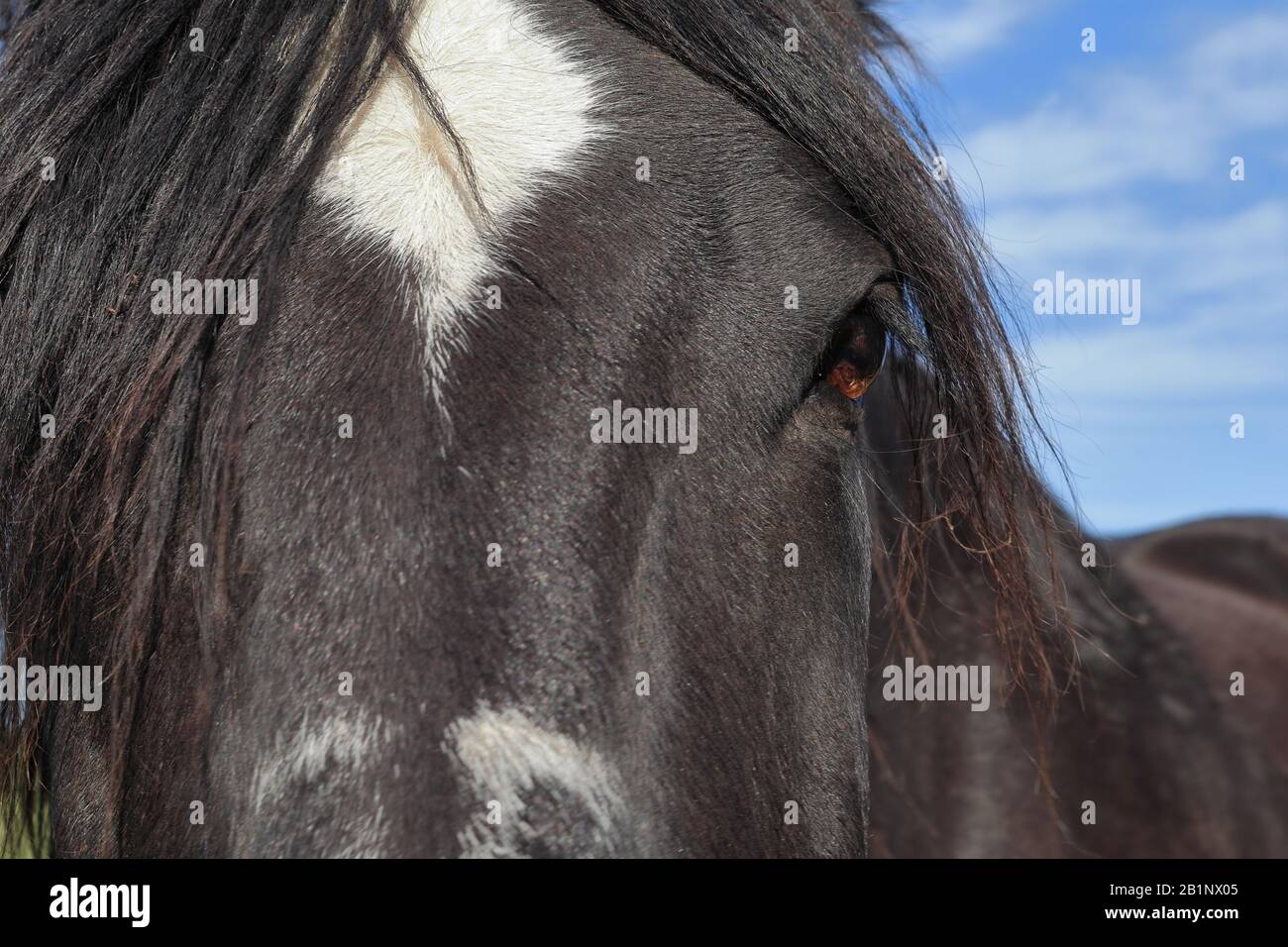 Primo piano di un cavallo nero con una stella bianca sulla fronte e cielo blu sullo sfondo. Foto Stock