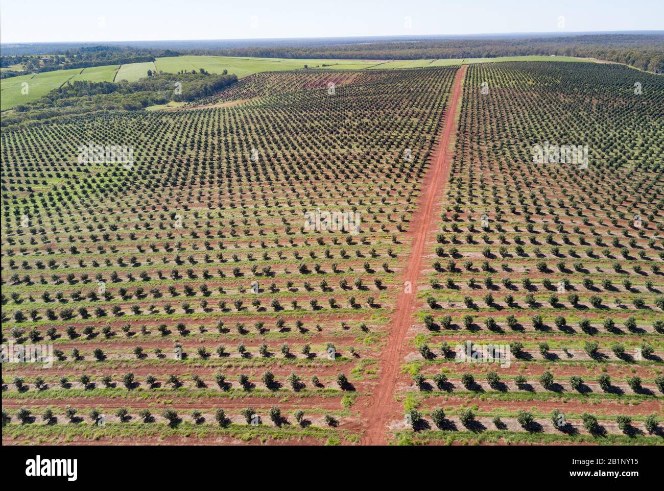 Foto aerea di sfondo della piantagione di alberi di macadamia a Childers Queensland Australia Foto Stock