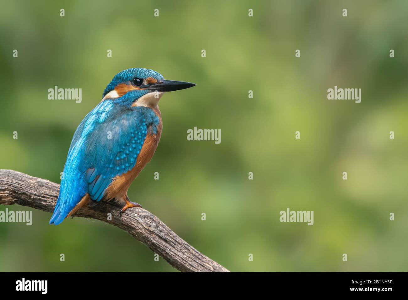 Kingfisher comune (Alcedo atthis) seduto su un ramo sopra una piscina nella foresta di Overijssel (Twente) nei Paesi Bassi. Sfondo verde bokeh. Foto Stock