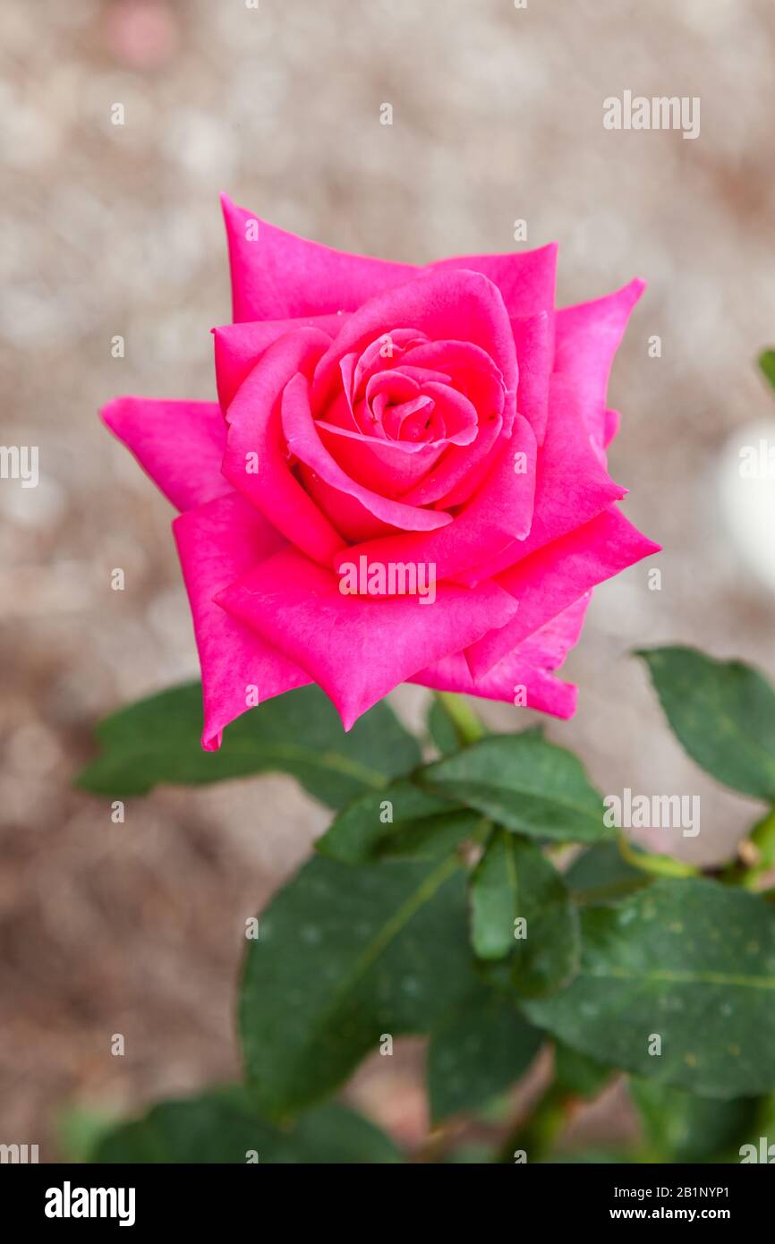 rosa singola in giardino Foto Stock