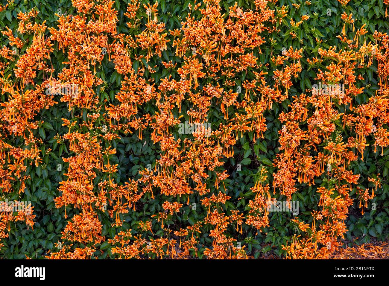 La vite a tromba arancione (Pyrocestesia venusta) è uno dei più spettacolari scalatori invernali fioriti che si possono trovare e a volte si chiama la vite a fiamma Foto Stock