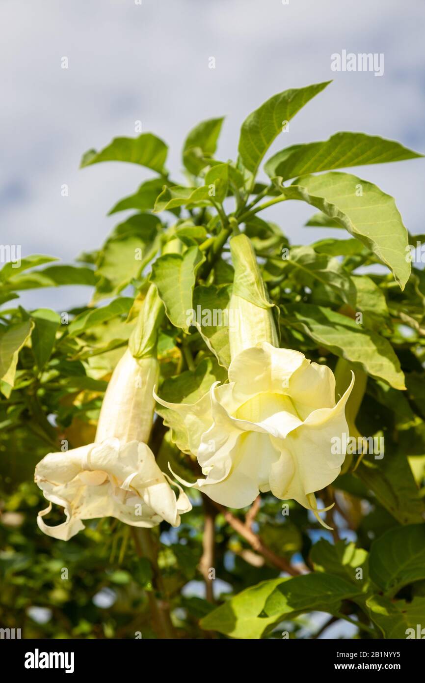 Brugmansia è un genere di sette specie di piante da fiore nella famiglia delle solanacee. Essi sono woody alberi o arbusti, con fiori penduli e hanno Foto Stock