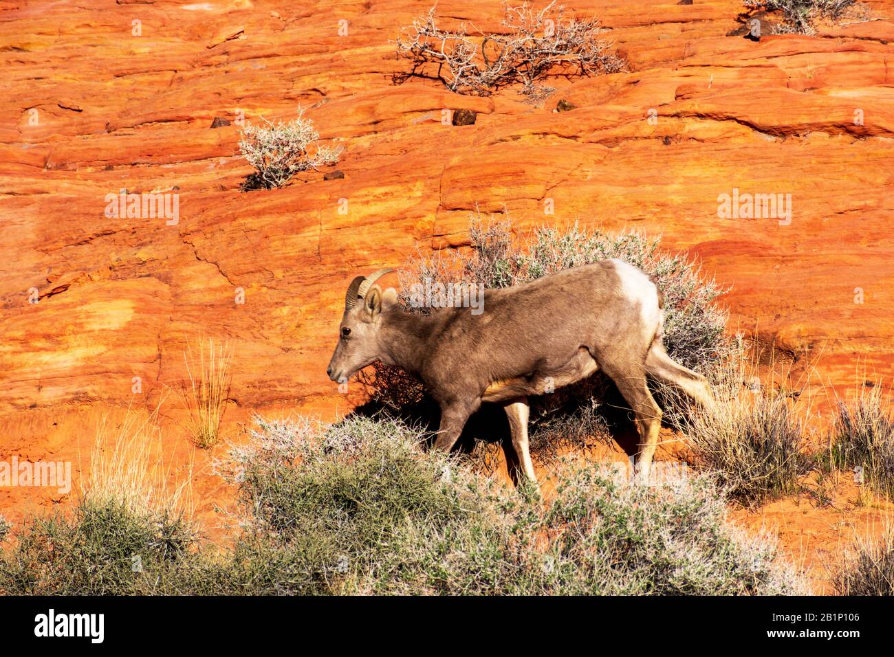 Pecora bighorn del deserto, ovis canadensis nelsoni, passeggiate attraverso il paesaggio desertico tra le piante creosoto nel Parco statale della Valle del fuoco. L'animale è il Foto Stock