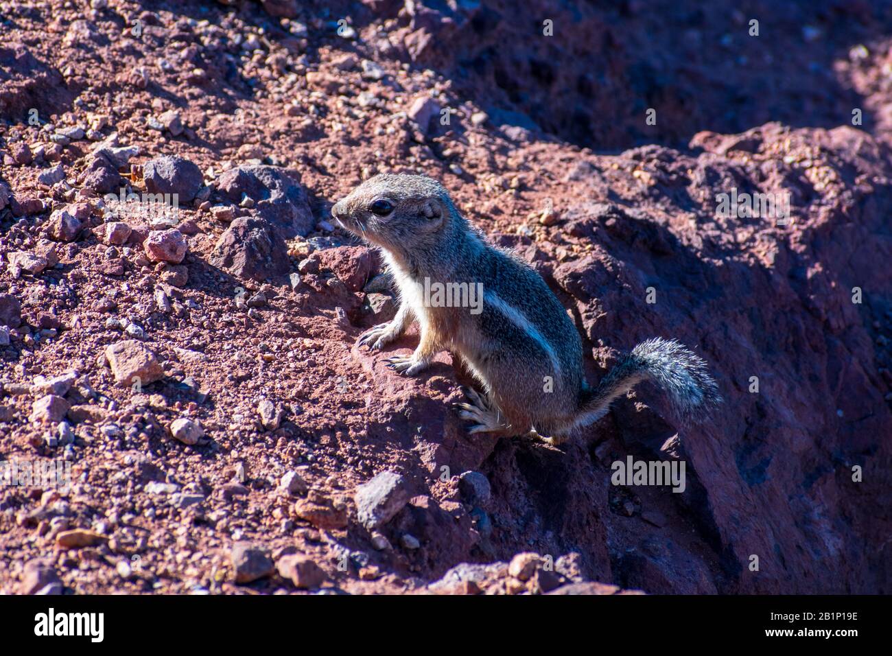 Ritratto di allertato scoiattolo di antilopi dalla coda bianca con strisce che si siedono sulla roccia del deserto. Foto Stock