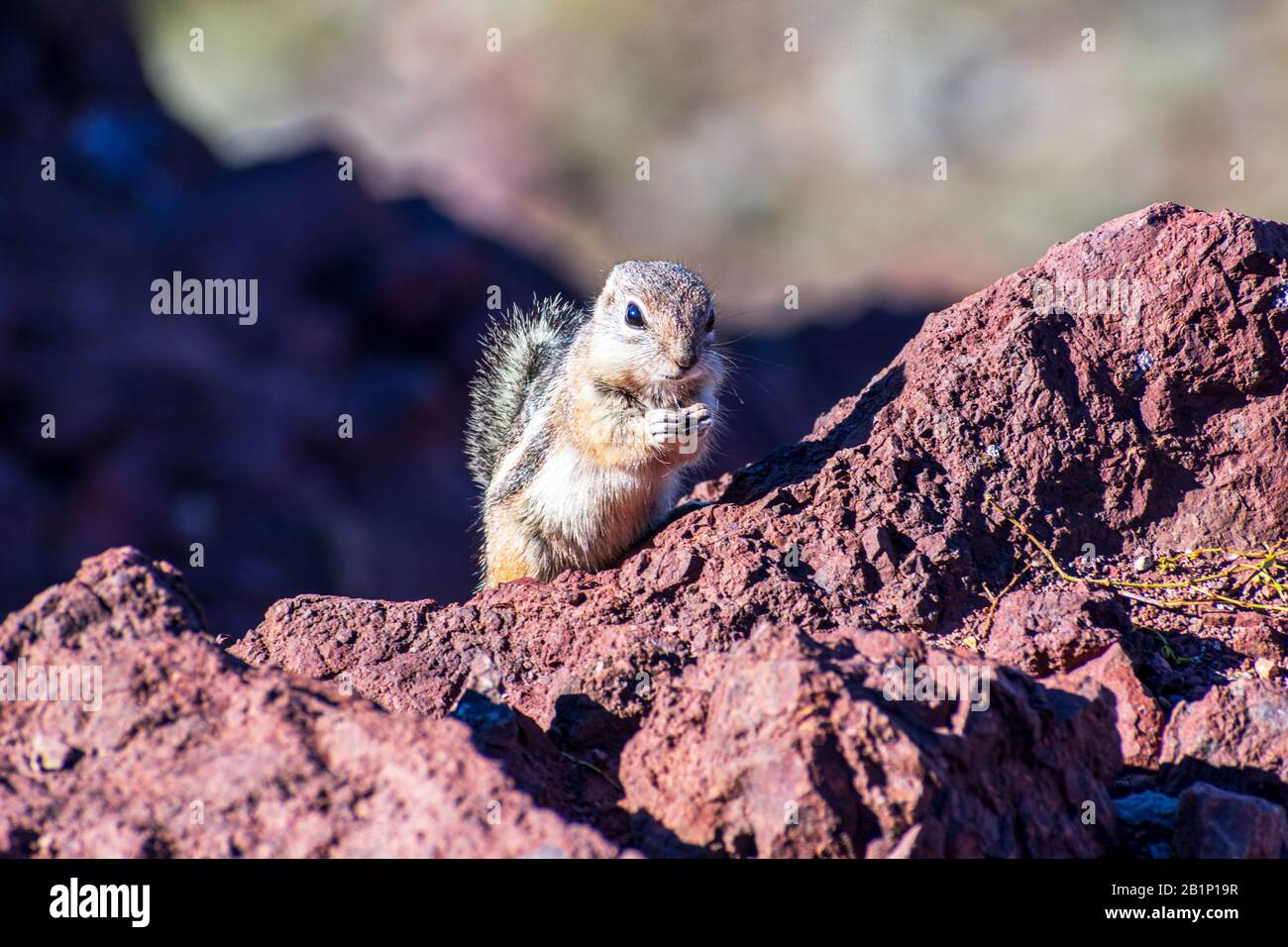 Primo piano. Lo scoiattolo di antilope dalla coda bianca mangia cibo sulle zampe posteriori. Foto Stock