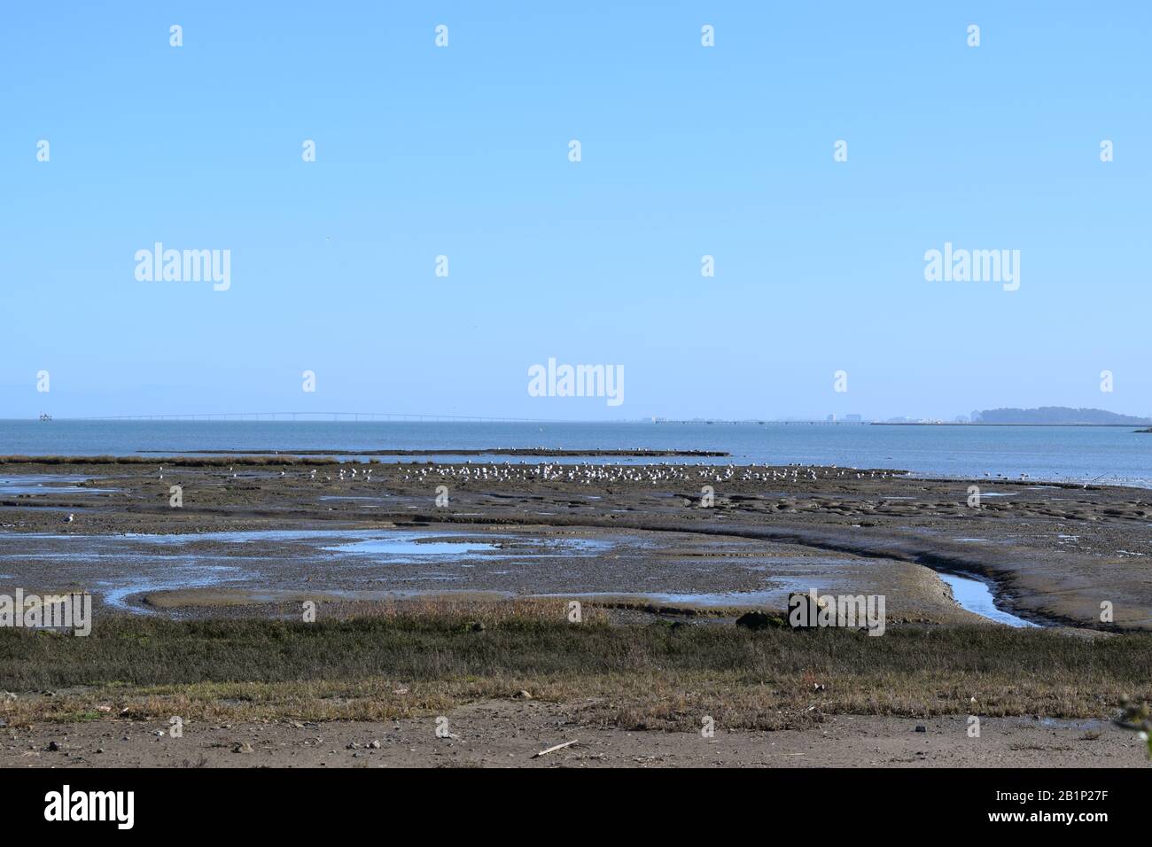 Gli Shorebirds si aggregano su un sandbar vicino al San Francisco Bay Trail. Foto Stock