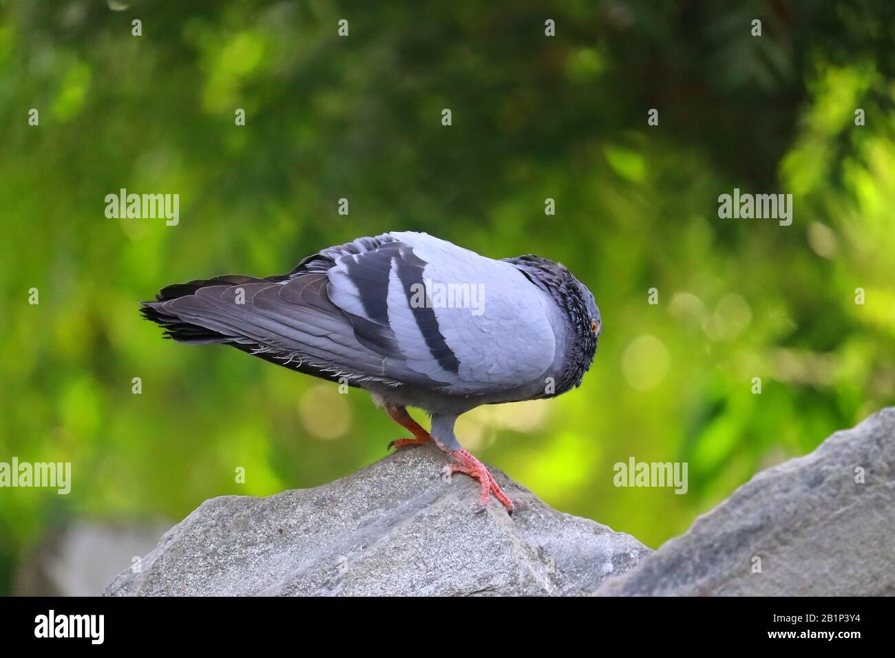 un piccione maschio che balla vicino al rock in estate a metà giornata, uccello all'aperto Foto Stock