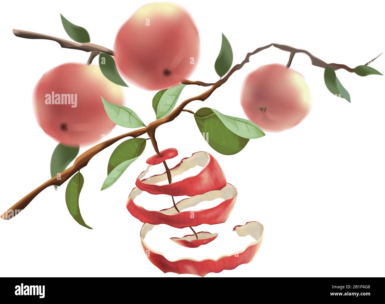Le mele rosse si aggrappano ai rami. Il concetto di raccolta e uno stile di vita sano. Tagliare la buccia dalla mela. Immagine vettoriale isolata su bianco Illustrazione Vettoriale