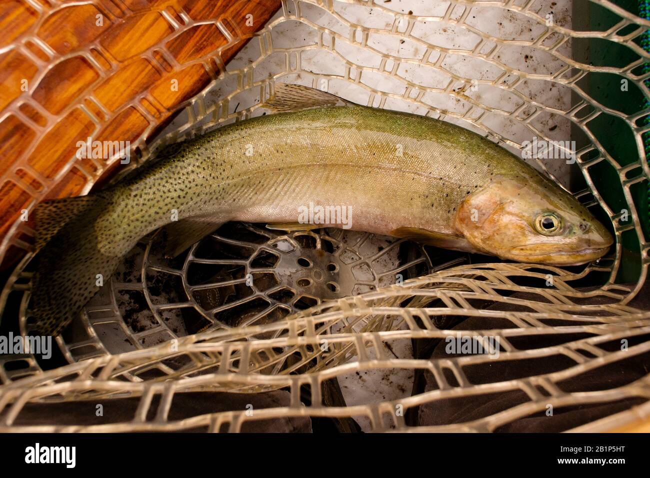 Una trota iridea catturata sul lago Bull, nella contea di Lincoln, Montana. Foto Stock