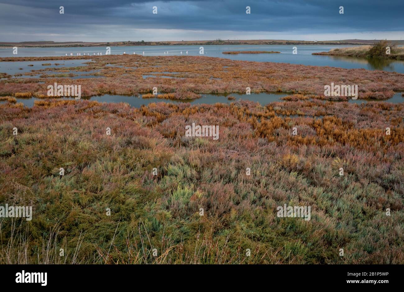 Autunno saltmarsh, con un gruppo Di Fenicottero Maggiore, fenicopterus roseus, in laguna salina, Grecia. Parco Nazionale del Delta Nestos e laghi Vistonida Foto Stock