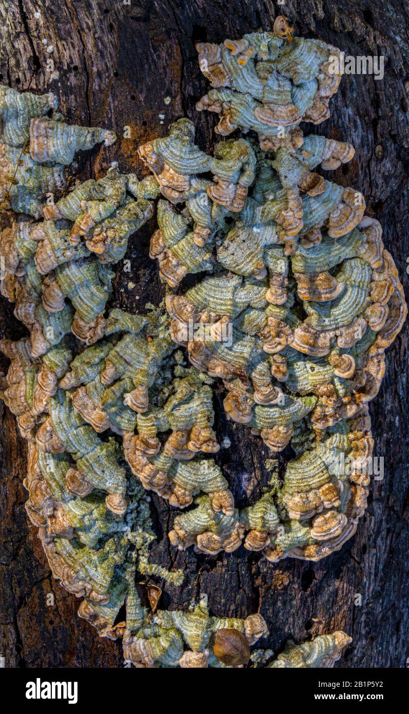 fungo che cresce su albero marcante Foto Stock