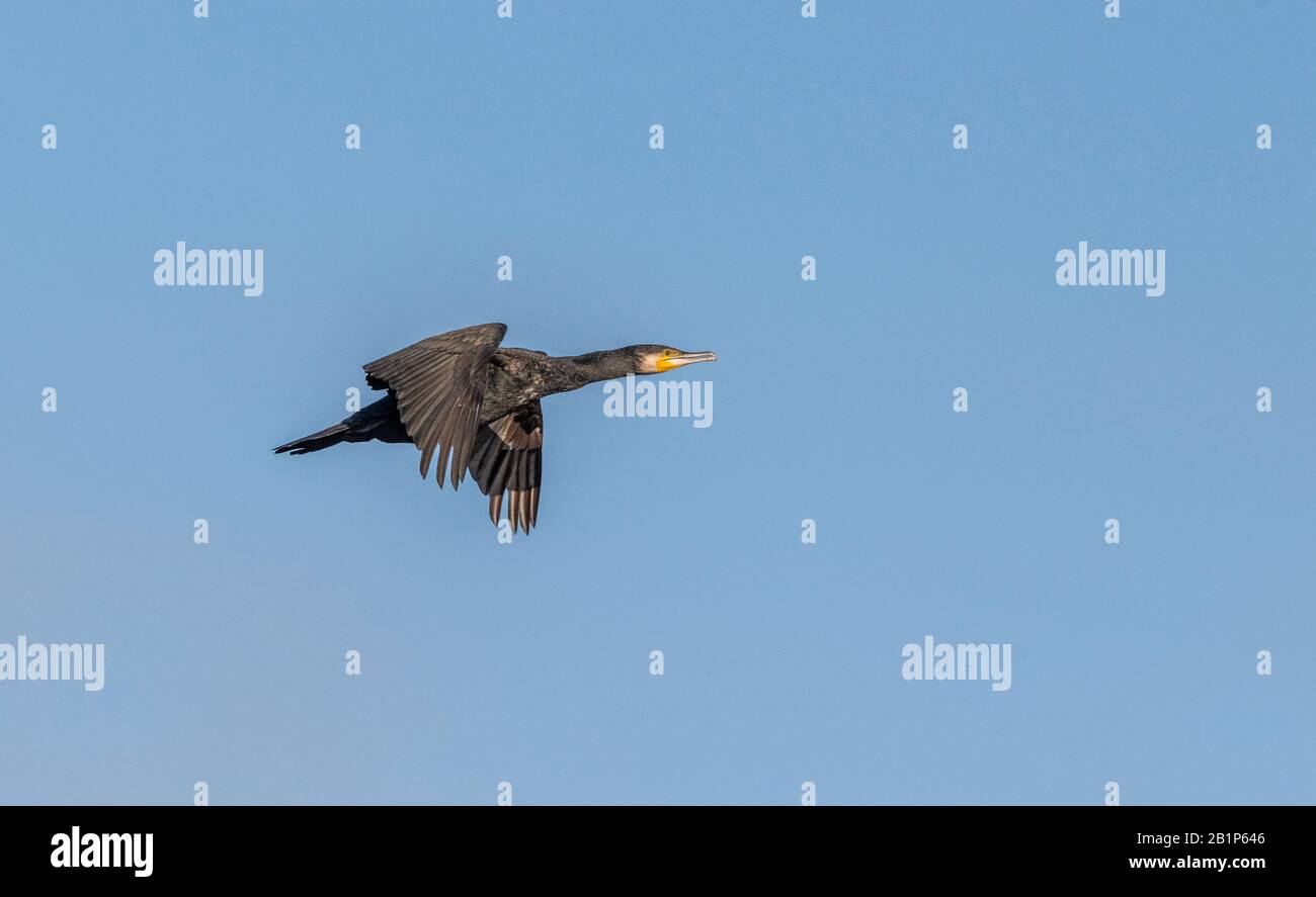 Cormorano comune, Phalacrocorax carbo, in volo con tempo soleggiato, cielo blu. Foto Stock
