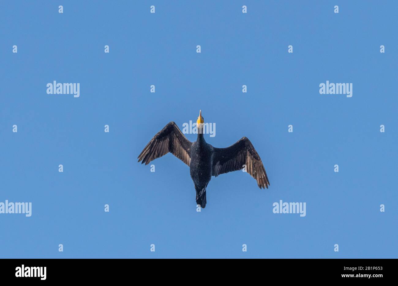 Cormorano comune, Phalacrocorax carbo, in volo con tempo soleggiato, cielo blu. Foto Stock