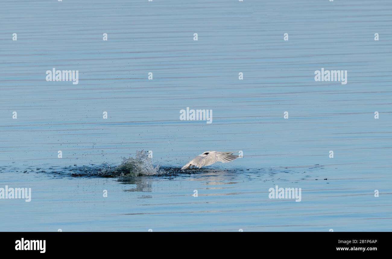 Panino tern, Thalasseus sandvicensis, in volo, decollare dopo l'immersione; wintering in Grecia. Foto Stock