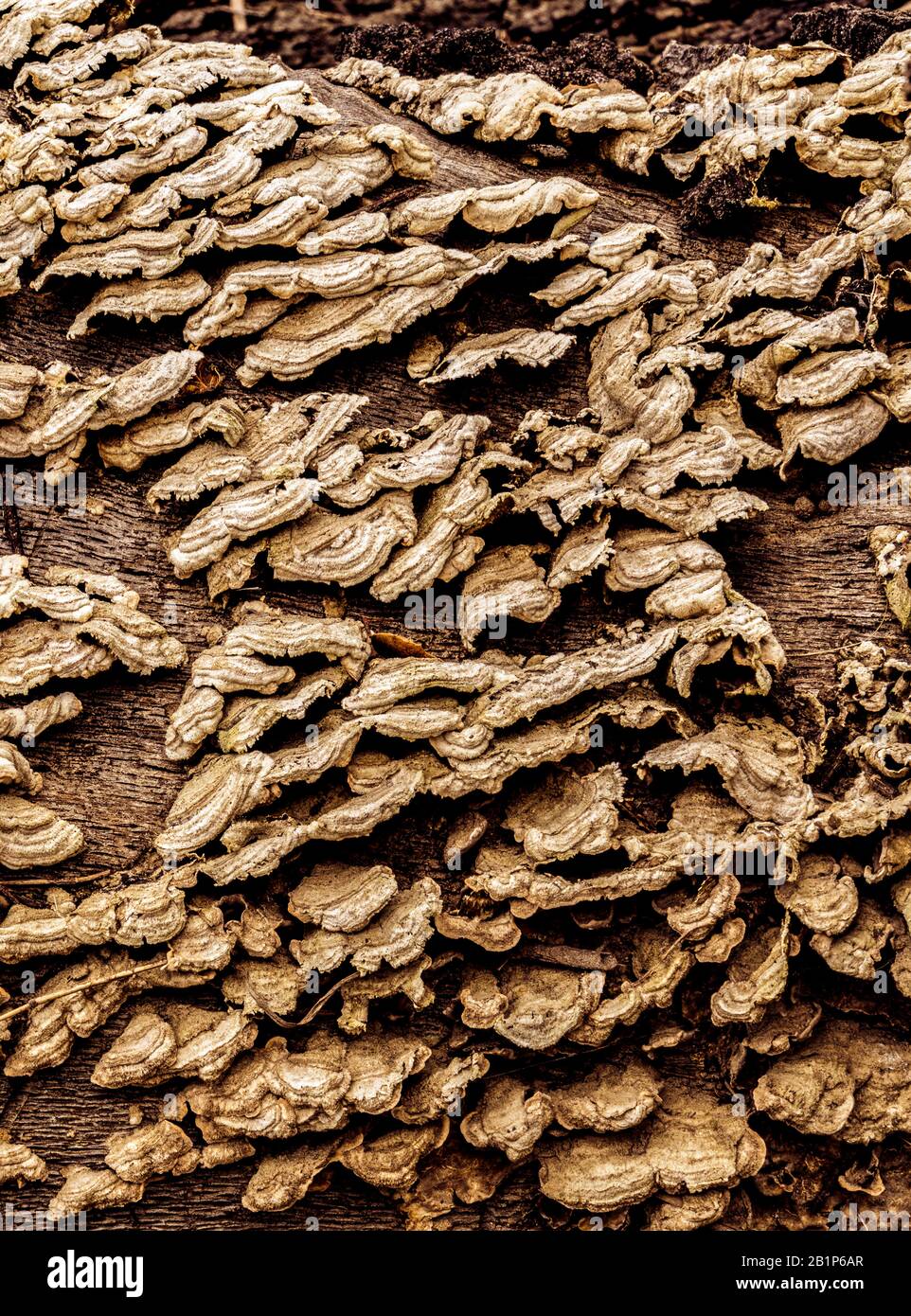 fungo che cresce su albero morto Foto Stock