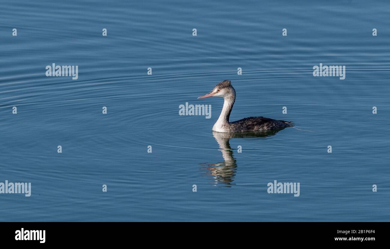 Grande grebe crestato, Podiceps cristatus, nuoto e pesca sul lago, in primo inverno piumaggio. Foto Stock