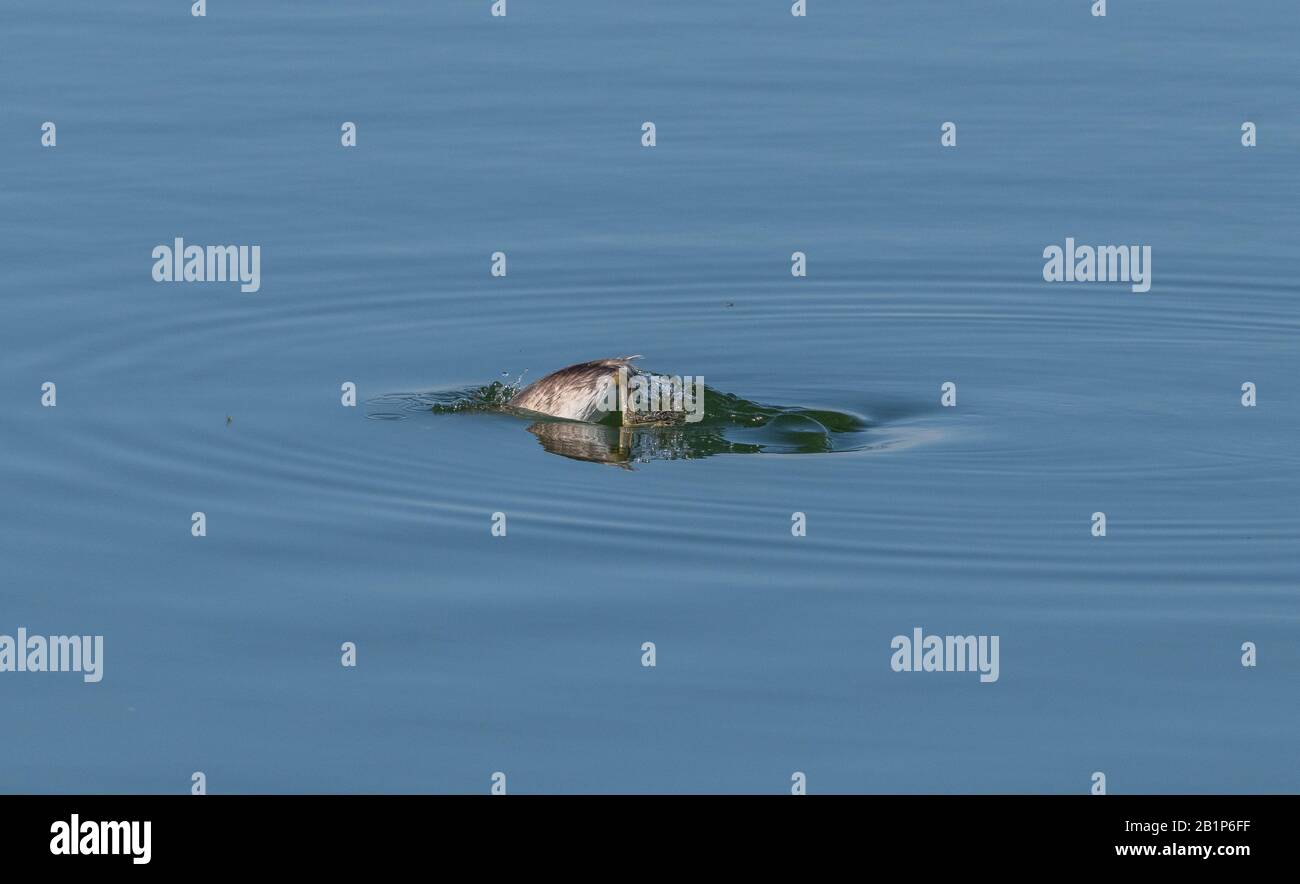 Grande grebe crestato, Podiceps cristatus, nuoto e pesca - cominciando a tuffarsi - sul lago, in primo inverno piumaggio. Foto Stock