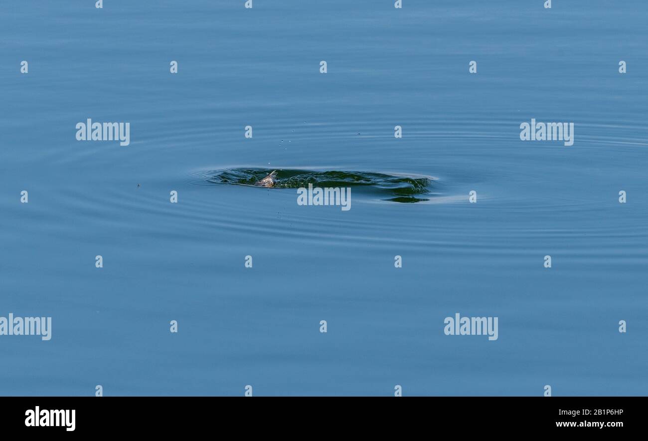 Grande grebe crestato, Podiceps cristatus, nuoto e pesca - immersioni - sul lago, in primo inverno piumaggio. Foto Stock