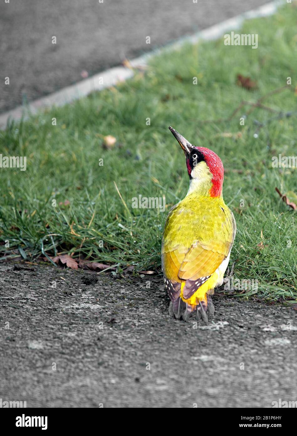 Un picchio verde adulto, con coda corta e fattura lunga, si alza in un giardino anteriore inglese. Foto Stock